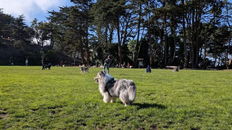 Upper Douglass Dog Play Area - San Francisco, CA