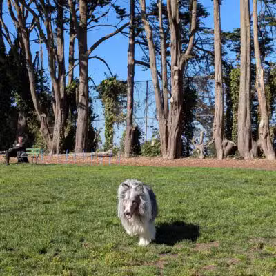 Upper Douglass Dog Play Area - San Francisco, CA