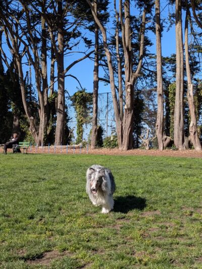 Upper Douglass Dog Play Area - San Francisco, CA