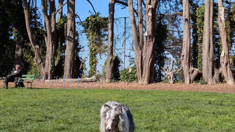 Upper Douglass Dog Play Area - San Francisco, CA
