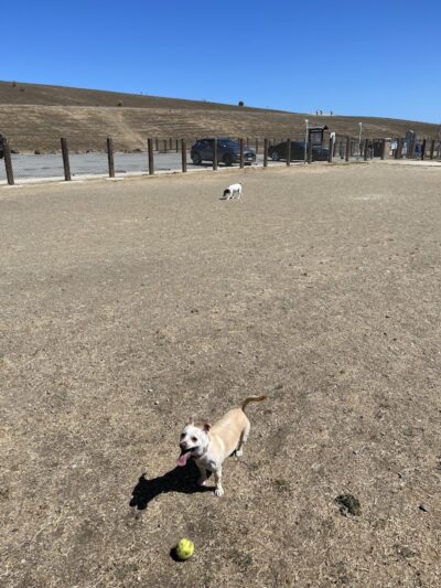 Dog Park | Seal Point Harbor - San Mateo, CA