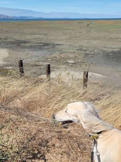 Dog Park | Seal Point Harbor - San Mateo, CA