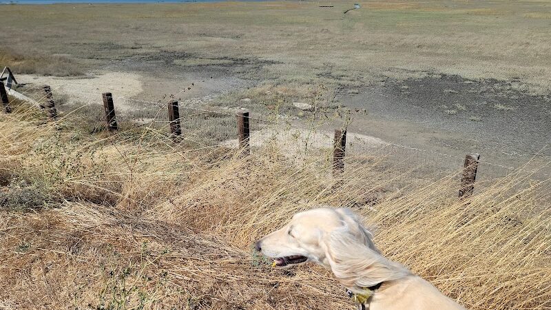 Dog Park | Seal Point Harbor - San Mateo, CA
