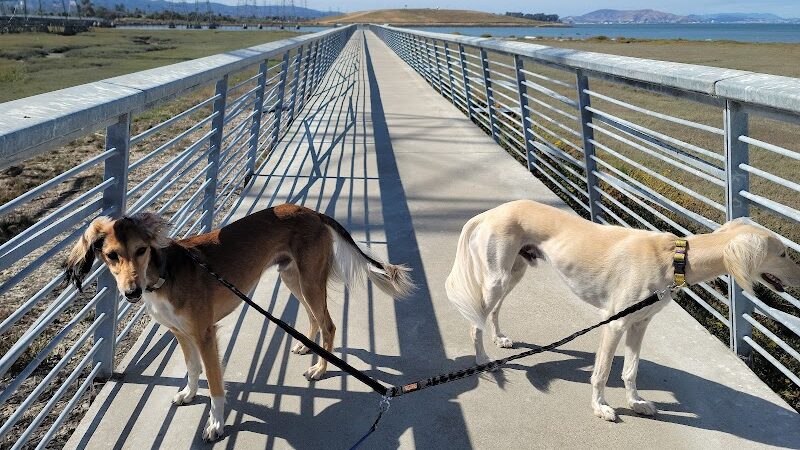 Dog Park | Seal Point Harbor - San Mateo, CA