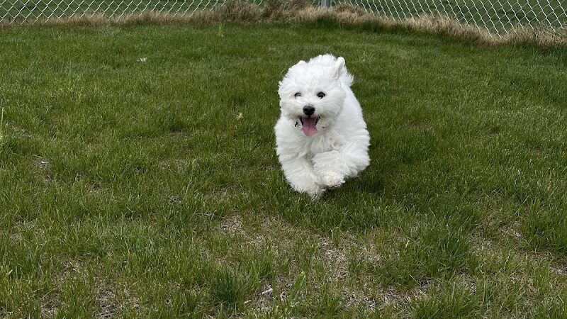 Sandwich Dog Park - Sandwich, IL