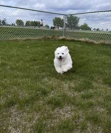 Sandwich Dog Park - Sandwich, IL