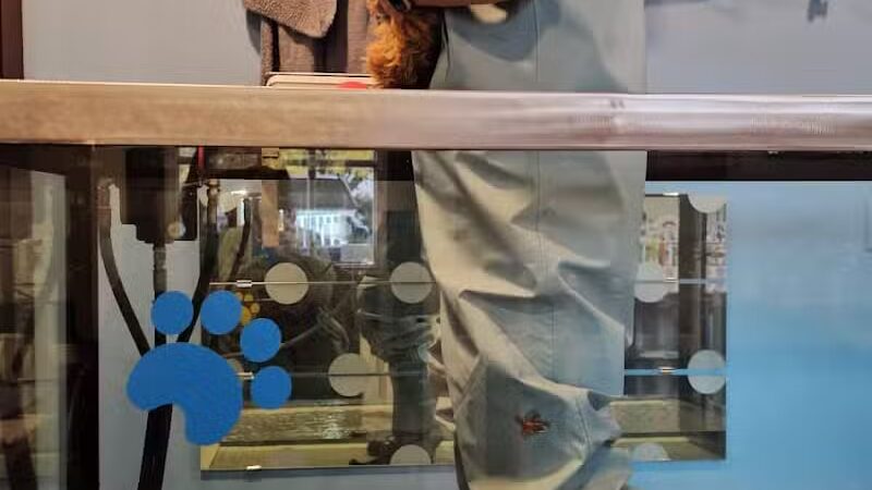 WOOF! Wellness Center & Training Academy - Santa Clara, UT