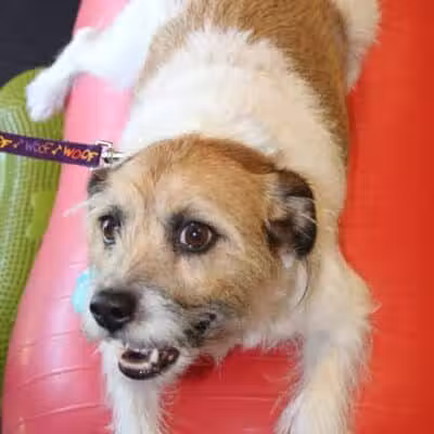 WOOF! Wellness Center & Training Academy - Santa Clara, UT