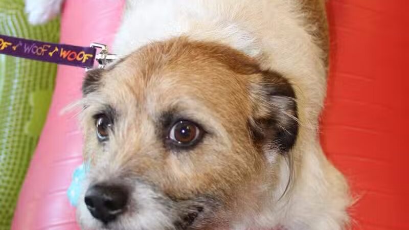 WOOF! Wellness Center & Training Academy - Santa Clara, UT