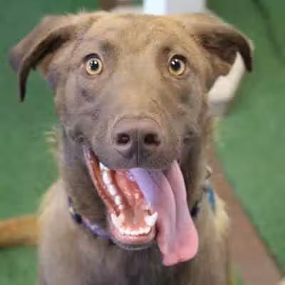 WOOF! Wellness Center & Training Academy - Santa Clara, UT