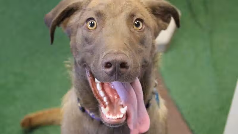 WOOF! Wellness Center & Training Academy - Santa Clara, UT