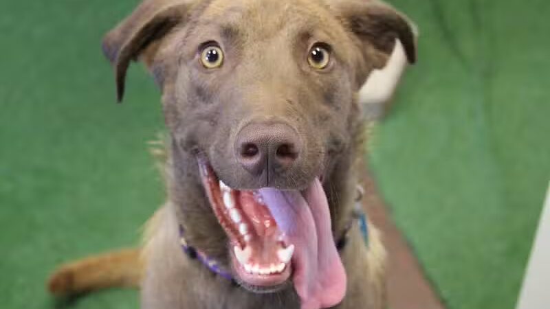 WOOF! Wellness Center & Training Academy - Santa Clara, UT