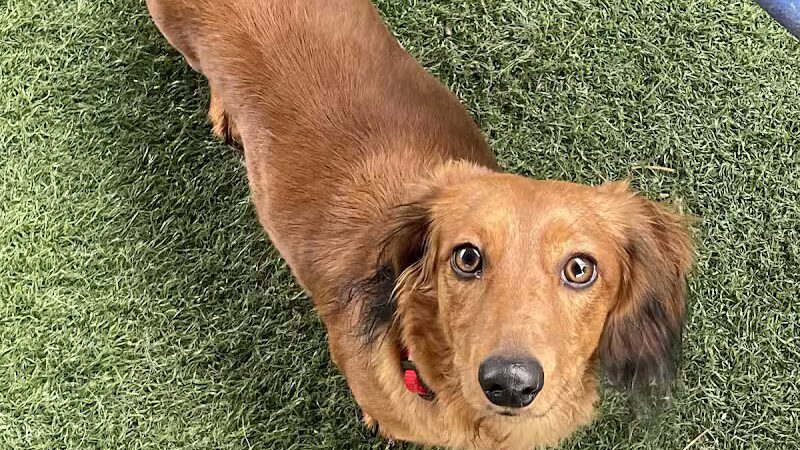 WOOF! Wellness Center & Training Academy - Santa Clara, UT