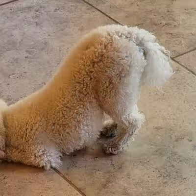 WOOF! Wellness Center & Training Academy - Santa Clara, UT