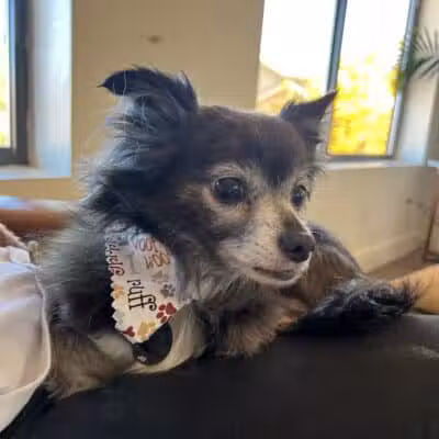 WOOF! Wellness Center & Training Academy - Santa Clara, UT