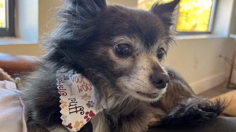 WOOF! Wellness Center & Training Academy - Santa Clara, UT