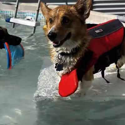 WOOF! Wellness Center & Training Academy - Santa Clara, UT