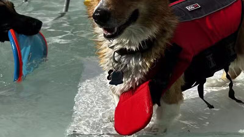 WOOF! Wellness Center & Training Academy - Santa Clara, UT