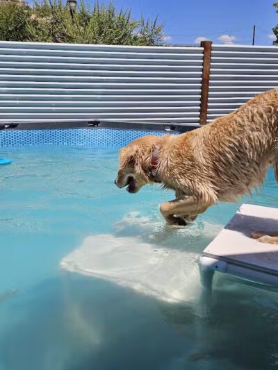 WOOF! Wellness Center & Training Academy - Santa Clara, UT