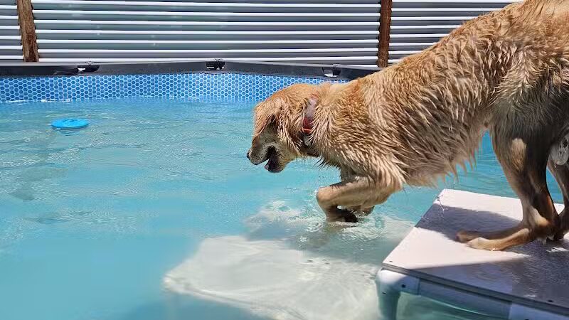 WOOF! Wellness Center & Training Academy - Santa Clara, UT