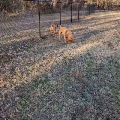 Dog Park Wiggly Field Sapulpa - Sapulpa, OK