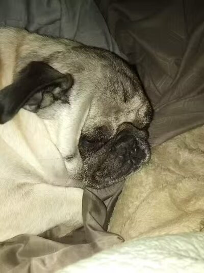 Dog Park Wiggly Field Sapulpa - Sapulpa, OK