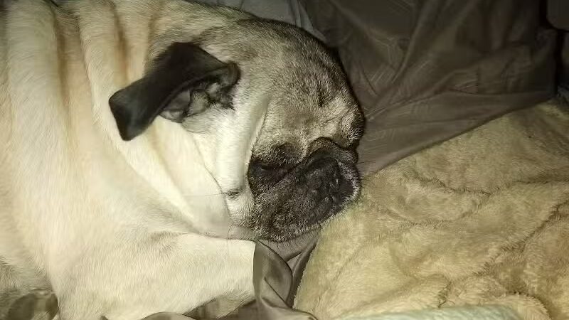 Dog Park Wiggly Field Sapulpa - Sapulpa, OK