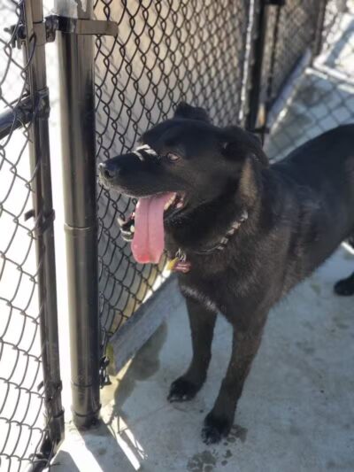 Dog Park Wiggly Field Sapulpa - Sapulpa, OK