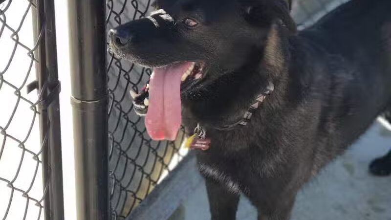 Dog Park Wiggly Field Sapulpa - Sapulpa, OK