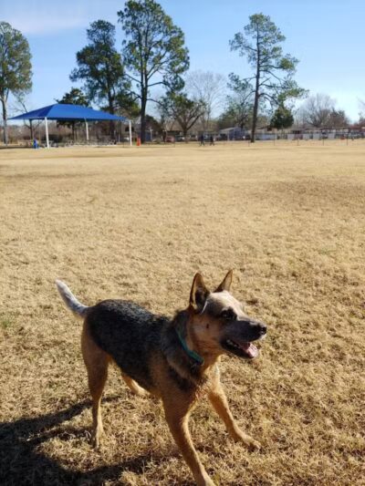 Dog Park Wiggly Field Sapulpa - Sapulpa, OK