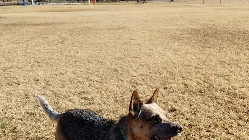 Dog Park Wiggly Field Sapulpa - Sapulpa, OK