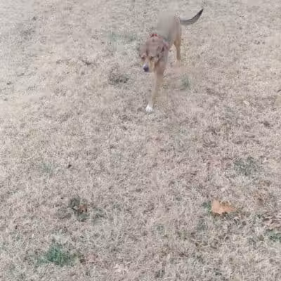 Dog Park Wiggly Field Sapulpa - Sapulpa, OK