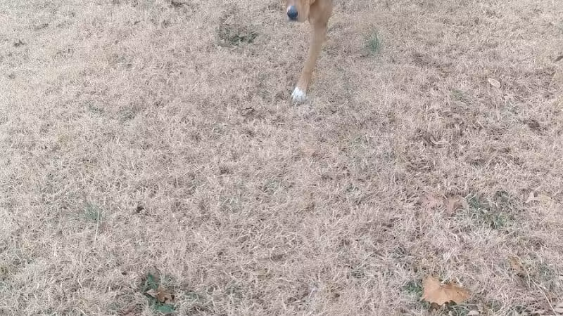 Dog Park Wiggly Field Sapulpa - Sapulpa, OK
