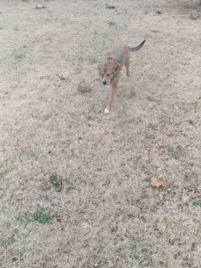 Dog Park Wiggly Field Sapulpa - Sapulpa, OK