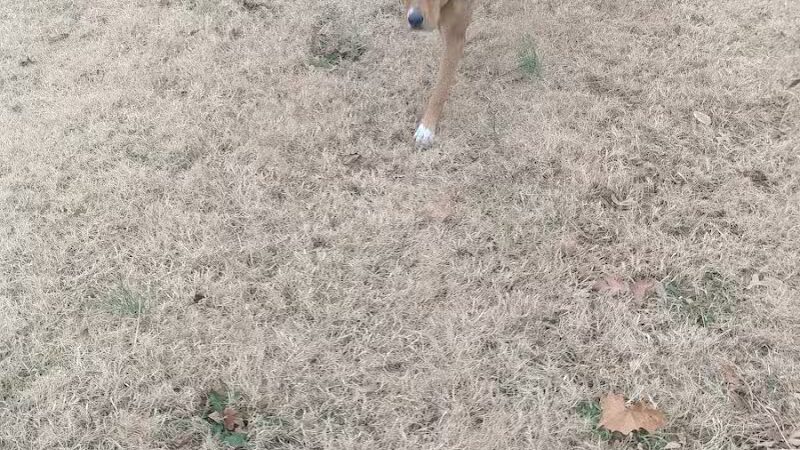 Dog Park Wiggly Field Sapulpa - Sapulpa, OK