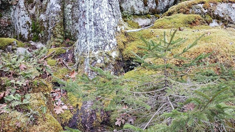 Lookout Rock Trailhead - Sargentville, ME