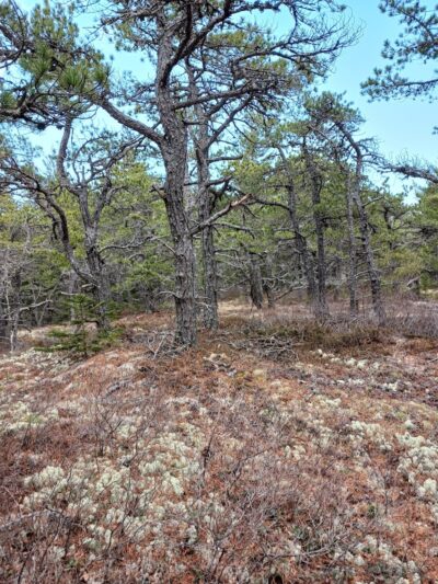 Lookout Rock Trailhead - Sargentville, ME