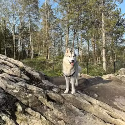 Saugerties Dog Park - Saugerties, NY