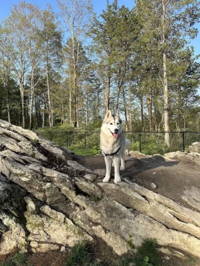 Saugerties Dog Park - Saugerties, NY