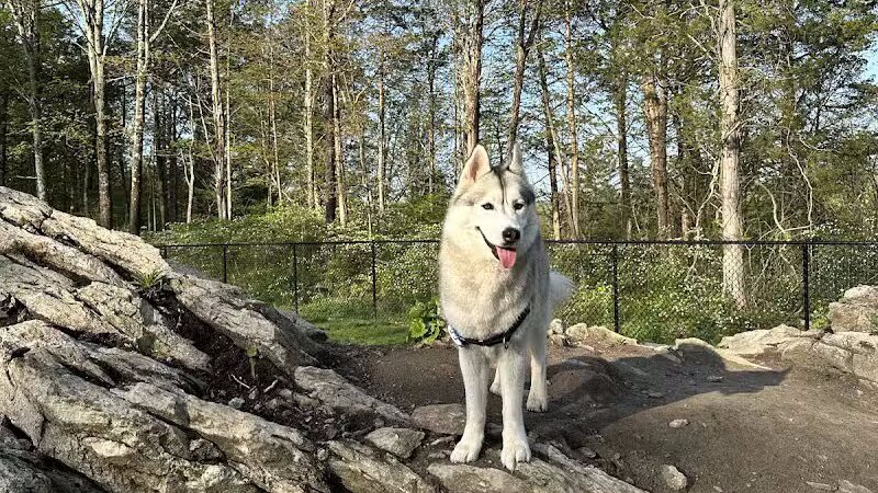 Saugerties Dog Park - Saugerties, NY