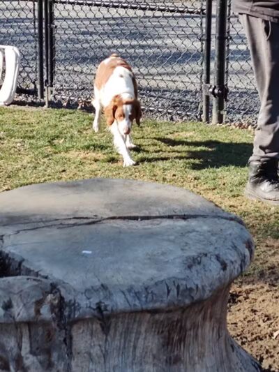 Saugerties Dog Park - Saugerties, NY