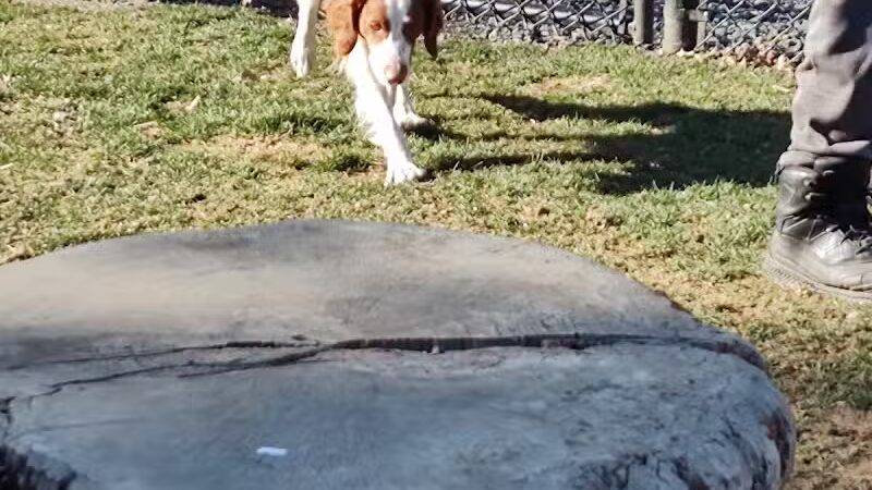 Saugerties Dog Park - Saugerties, NY