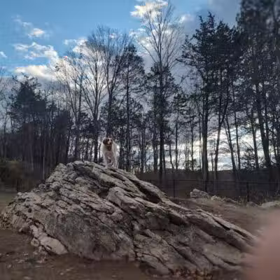 Saugerties Dog Park - Saugerties, NY