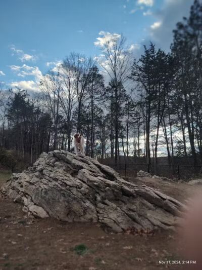 Saugerties Dog Park - Saugerties, NY