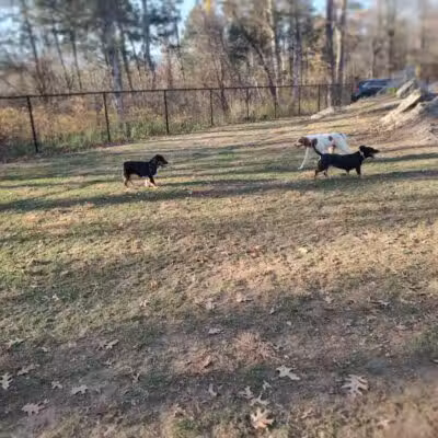 Saugerties Dog Park - Saugerties, NY