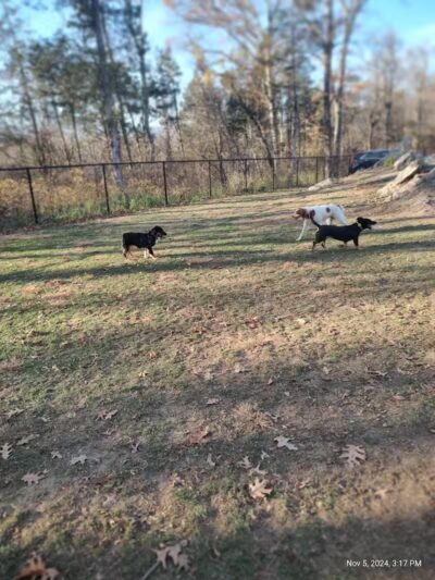 Saugerties Dog Park - Saugerties, NY