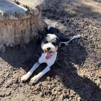 Saugerties Dog Park - Saugerties, NY