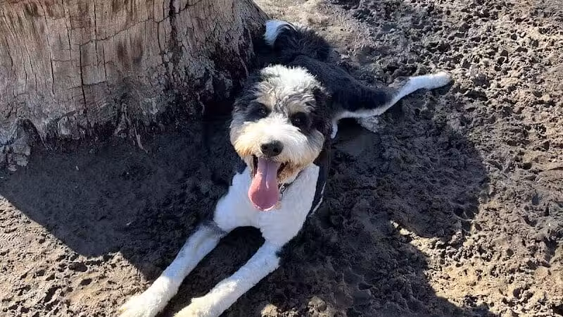 Saugerties Dog Park - Saugerties, NY