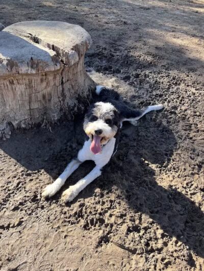Saugerties Dog Park - Saugerties, NY