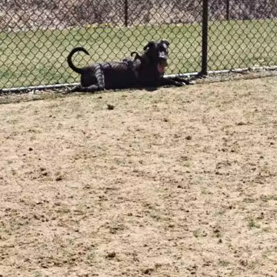 Saugerties Dog Park - Saugerties, NY